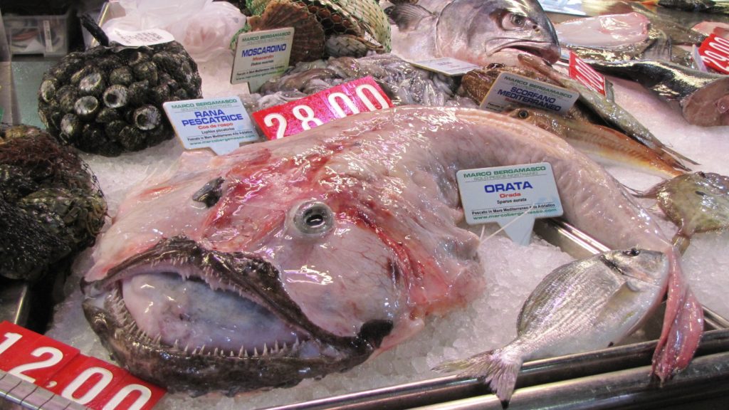 Venice with teens: large fish with sharp teeth in market. Copyright©2015 reserved to photographer. Contact mapandfamily.com