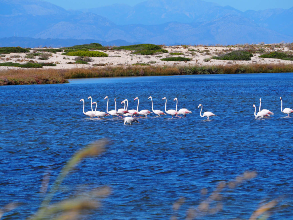 Lefkada, Ionian islands. Flamingo in lagoon near Lefkada Town. Copyright@ 2022 mapandfamily.com