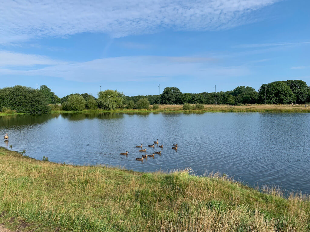 Living in Wimbledon: a group of ducks swimming on a pond on open ground on the Common. Copyright@2023mapandfamily.com
